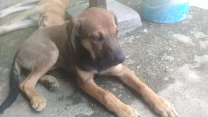 Cachorro ra a Vira lata com labrador idade 2 a 6 meses nome Lety