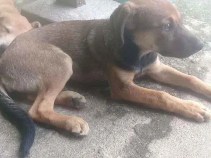 Cachorro ra a Vira lata com labrador idade 2 a 6 meses nome Lety