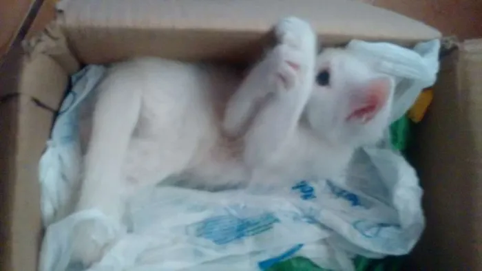 Gato ra a  idade Abaixo de 2 meses nome neve