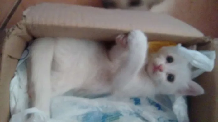 Gato ra a  idade Abaixo de 2 meses nome neve