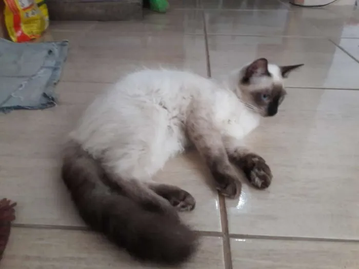 Gato ra a Não sei  idade 7 a 11 meses nome Loke