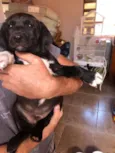 Biscoito