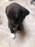 Biscoito