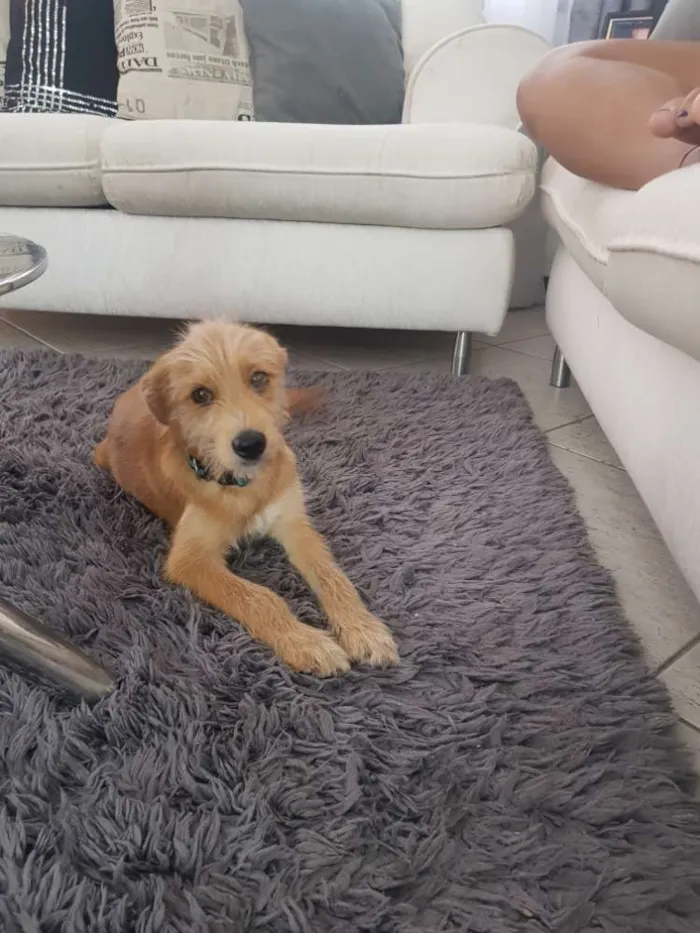 Cachorro ra a sem idade 2 a 6 meses nome Doguinho