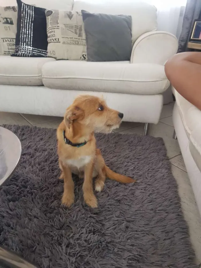 Cachorro ra a sem idade 2 a 6 meses nome Doguinho