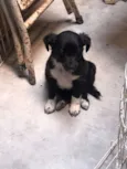 Bolacha