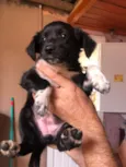 Bolacha