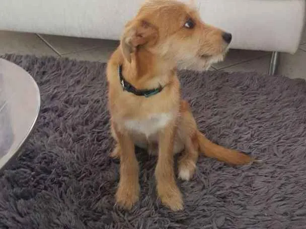 Cachorro ra a sem idade 2 a 6 meses nome Doguinho