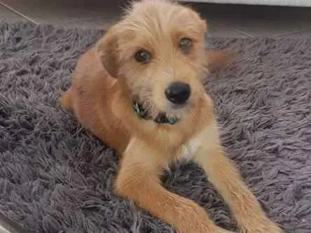 Cachorro ra a sem idade 2 a 6 meses nome Doguinho