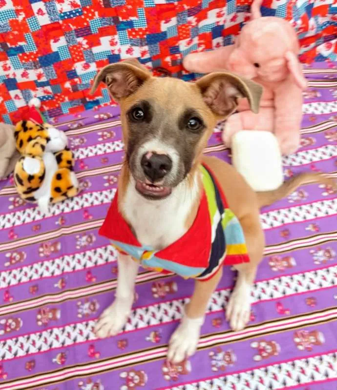 Cachorro raça RSD idade 2 a 6 meses nome BARTHÔ
