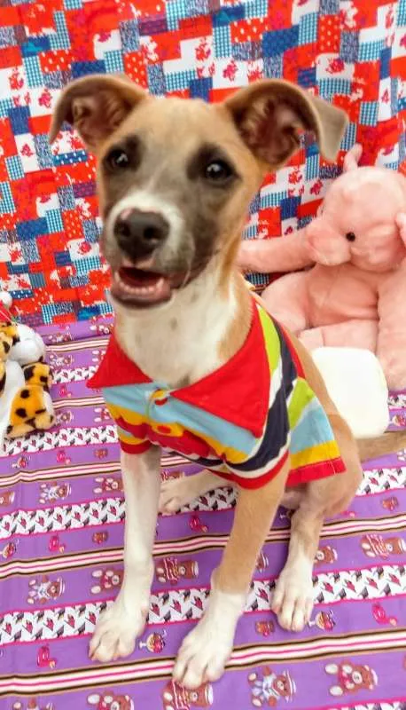 Cachorro raça RSD idade 2 a 6 meses nome BARTHÔ