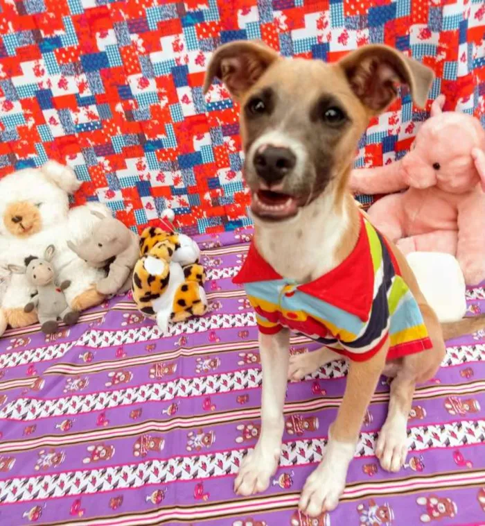 Cachorro raça RSD idade 2 a 6 meses nome BARTHÔ