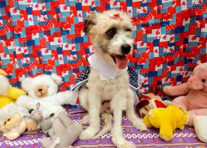 Cachorro raça RSD idade 2 a 6 meses nome BELINHA