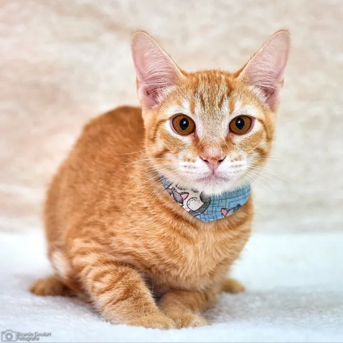Gato ra a Srd idade 2 a 6 meses nome Simba