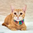 Simba