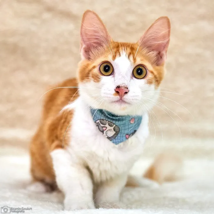 Gato ra a Srd idade 2 a 6 meses nome Pão de Ló