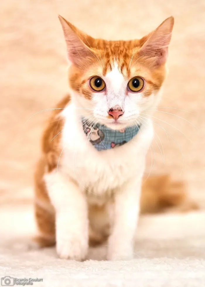 Gato ra a Srd idade 2 a 6 meses nome Pão de Ló