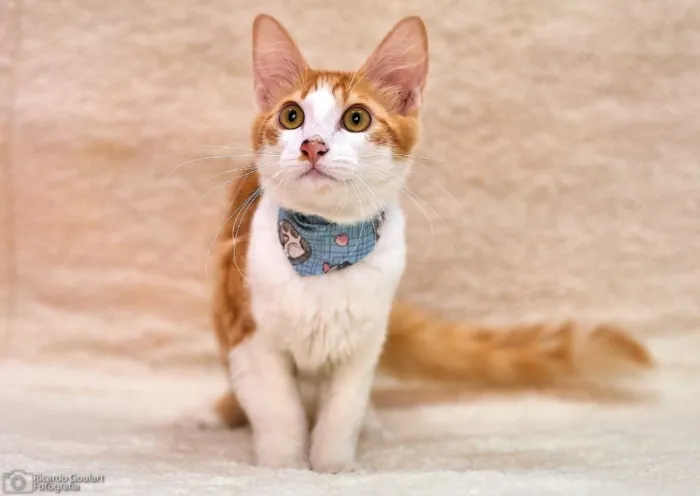 Gato ra a Srd idade 2 a 6 meses nome Pão de Ló