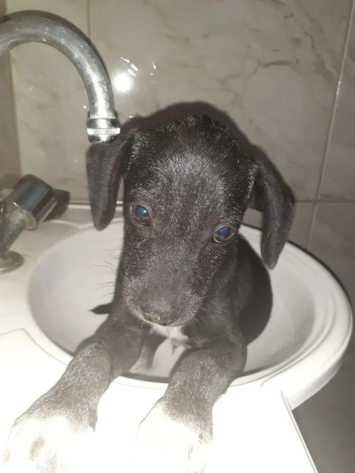 Cachorro ra a SRD idade 2 a 6 meses nome Sirius