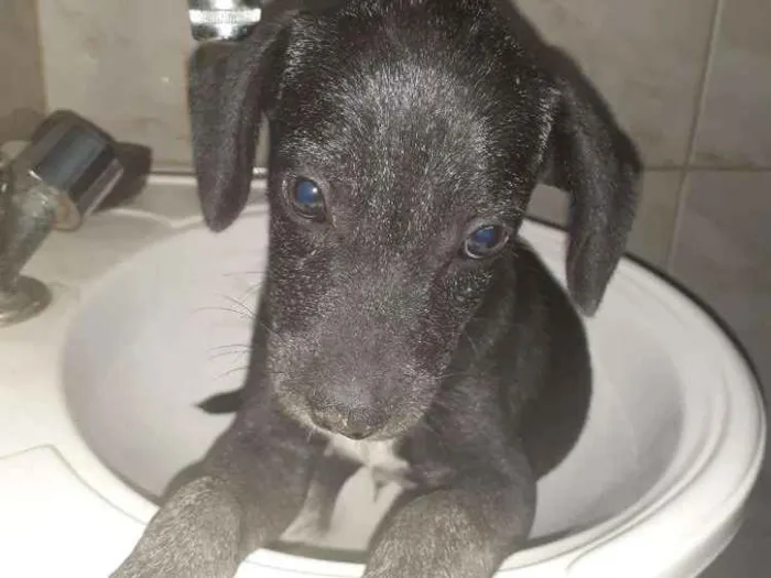 Cachorro ra a SRD idade 2 a 6 meses nome Sirius