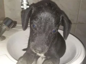 Cachorro raça SRD idade 2 a 6 meses nome Sirius