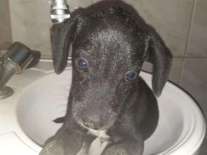 Cachorro ra a SRD idade 2 a 6 meses nome Sirius