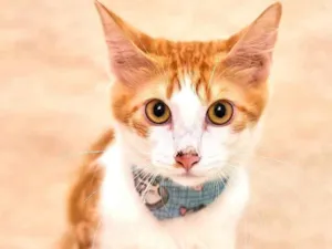 Gato raça Srd idade 2 a 6 meses nome Pão de Ló