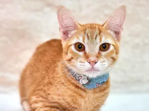Gato raça Srd idade 2 a 6 meses nome Simba