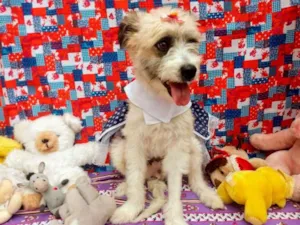 Cachorro raça RSD idade 2 a 6 meses nome BELINHA