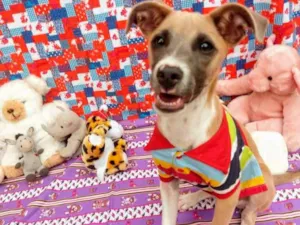 Cachorro raça RSD idade 2 a 6 meses nome BARTHÔ