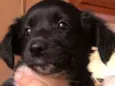 Cachorro raça SRD idade 2 a 6 meses nome Bolacha 