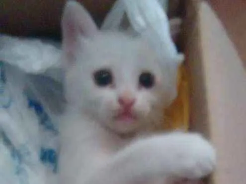 Gato ra a  idade Abaixo de 2 meses nome neve