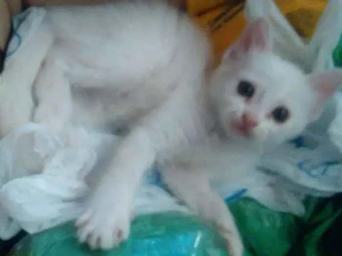 Gato ra a  idade Abaixo de 2 meses nome neve