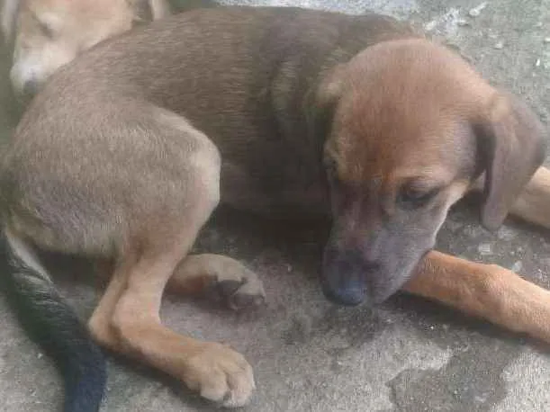Cachorro ra a Vira lata com labrador idade 2 a 6 meses nome Lety