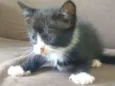 Gato