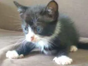 Gato raça Viralata idade Abaixo de 2 meses nome Gato