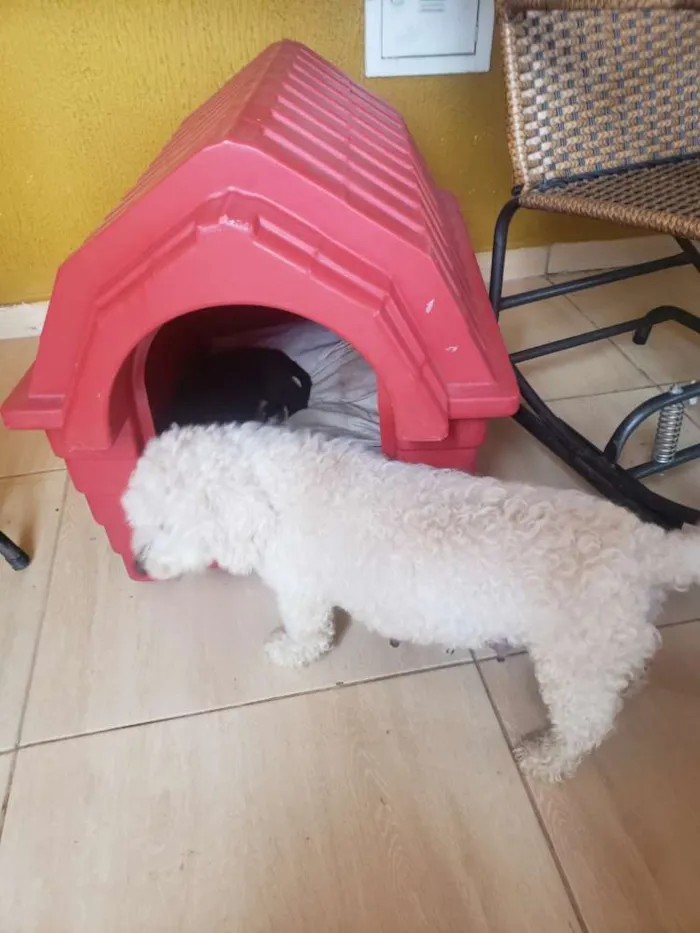 Cachorro ra a Mistura poodle com vira-lata idade Abaixo de 2 meses nome Sem nome