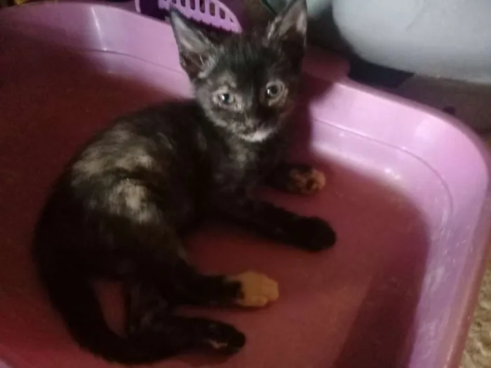 Gato ra a Indefinida idade 2 a 6 meses nome Três gatinhas