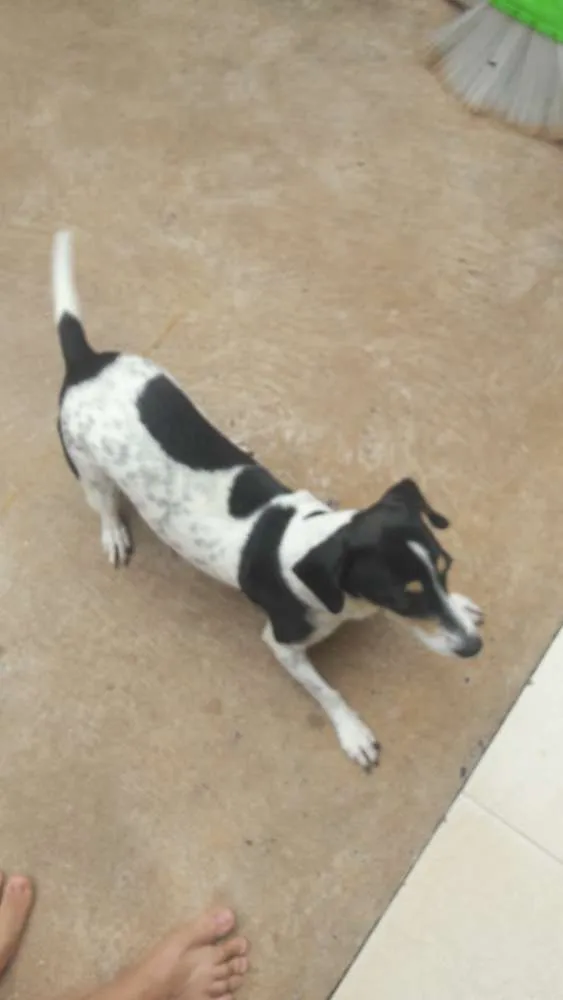 Cachorro ra a Fox paulistinha com Basset idade 6 ou mais anos nome Bolinha