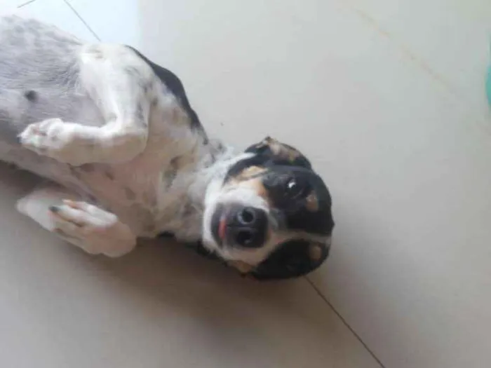 Cachorro ra a Fox paulistinha com Basset idade 6 ou mais anos nome Bolinha