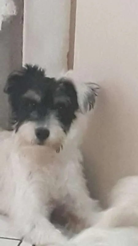Cachorro ra a SRD MIX MALTES COM POODLE idade 2 anos nome RAFINHA
