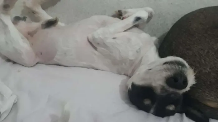 Cachorro ra a SRD MIX MALTES COM POODLE idade 2 anos nome RAFINHA