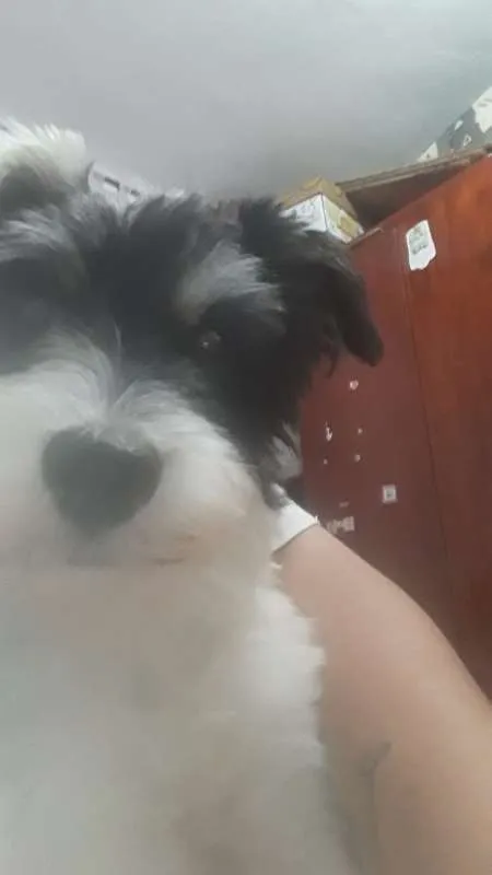 Cachorro ra a SRD MIX MALTES COM POODLE idade 2 anos nome RAFINHA