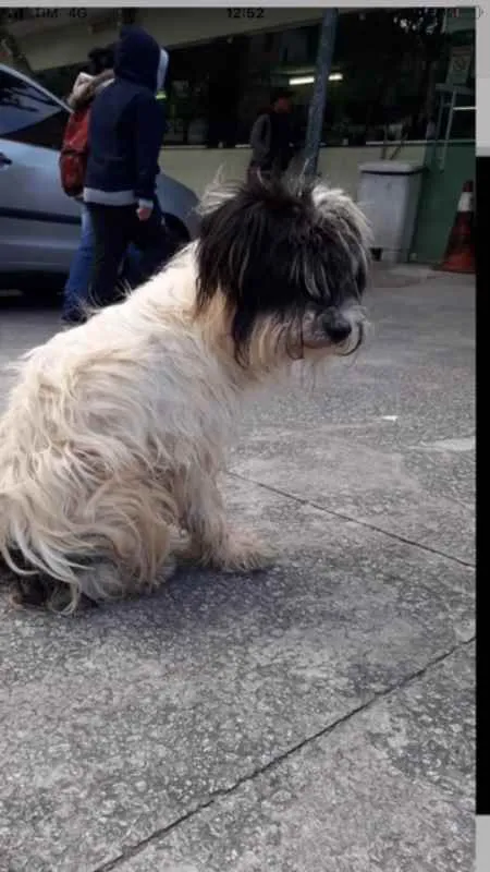 Cachorro ra a SRD MIX MALTES COM POODLE idade 2 anos nome RAFINHA