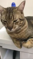Kovu