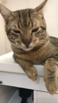 Kovu