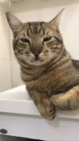 Kovu