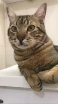 Kovu
