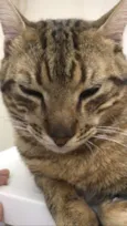 Kovu