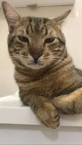 Kovu